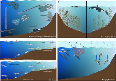 Functional Roles and Ecological Importance of Small Cetaceans in Aquatic Ecosystems